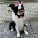 Maintainer: louiszengCN