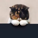 Maintainer: Meowuu7
